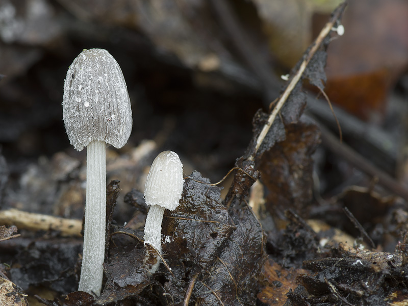 Coprinus goudensis